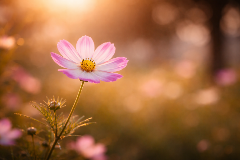 優しい光の中で、一輪の花が咲いている写真（どんな形でも愛は美しい）。