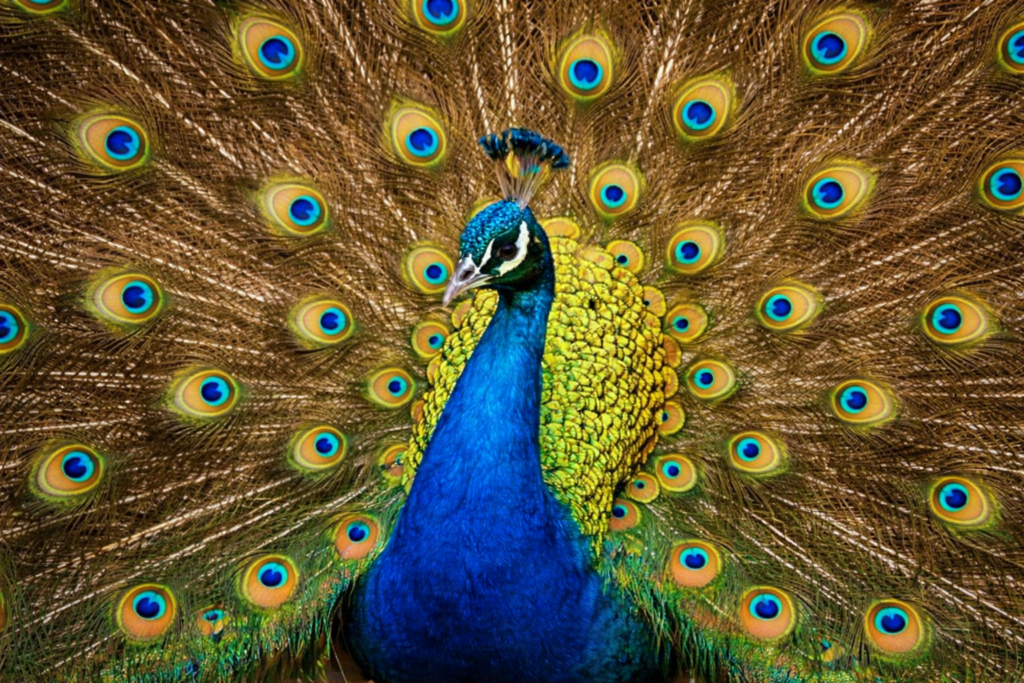 鮮やかな羽を広げている孔雀（Peacock）の写真