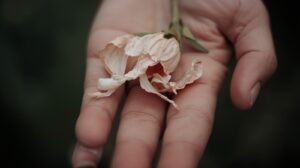 手元にはしおれた一輪の花。