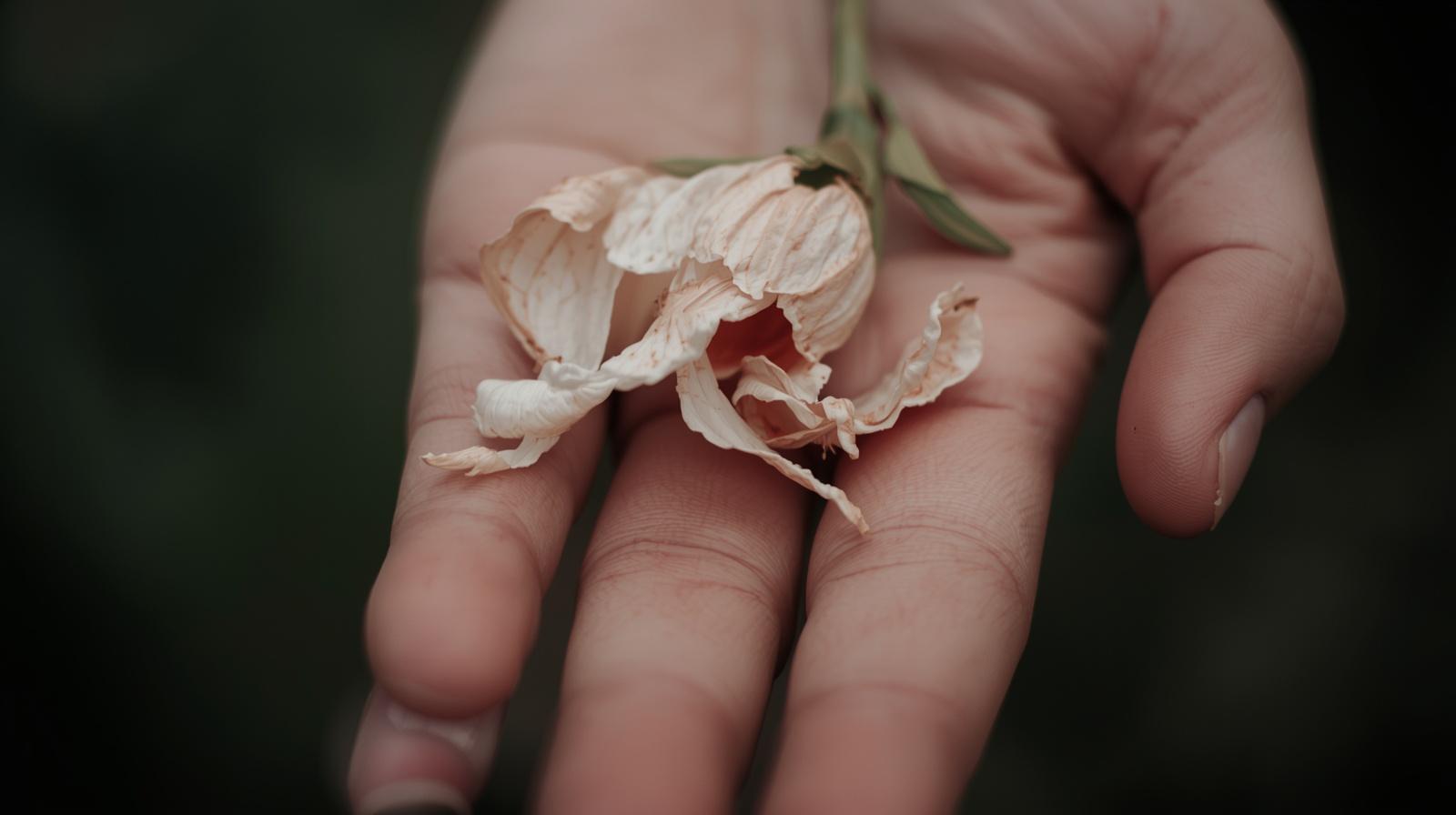 手元にはしおれた一輪の花。