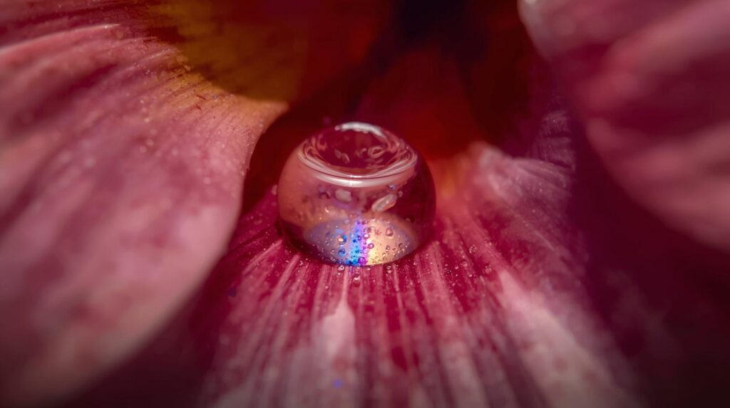 枯れかけた花に一滴の水が滴り、そこだけ鮮やかに色づいている様子。